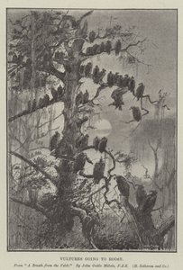 Vultures Going to Roost